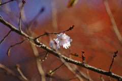 十月桜-3