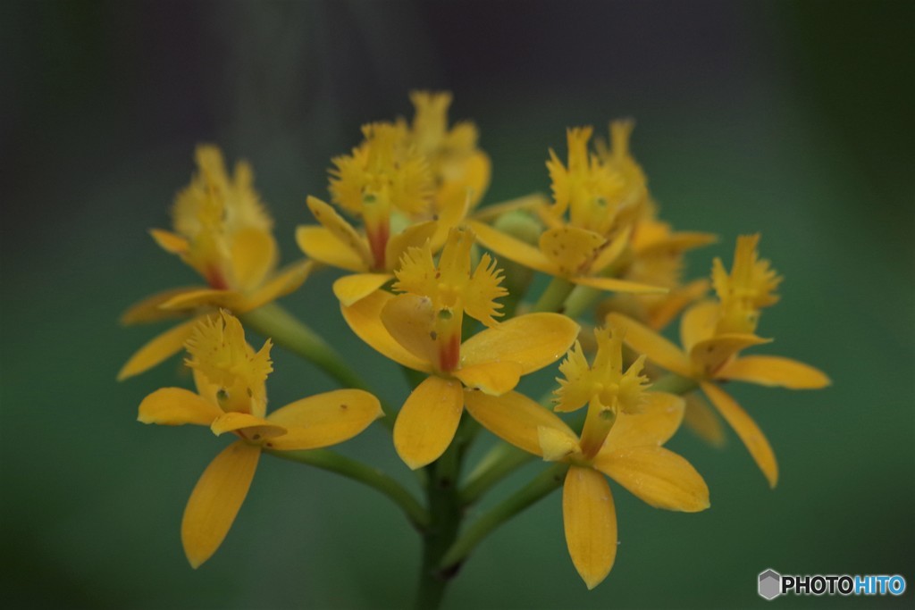 Epidendrum Star Valley
