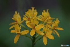 Epidendrum Star Valley