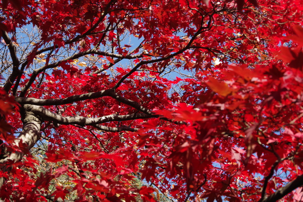 赤く紅く燃えて