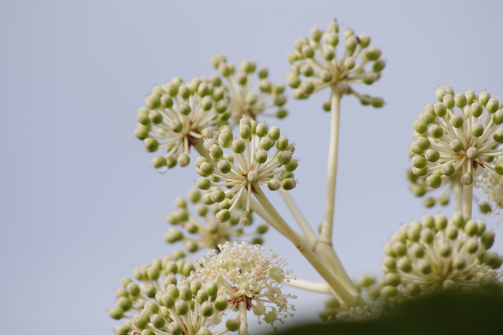 花散歩‐八つ手