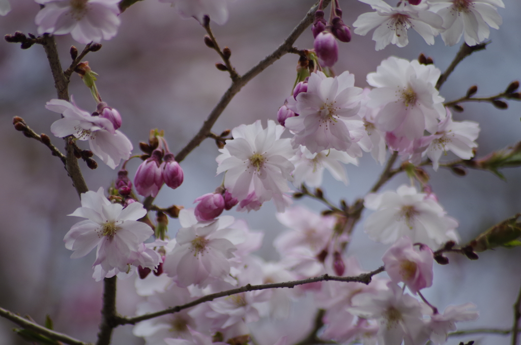 春の忘れ物-春の十月桜