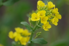 花散歩‐野菜の花