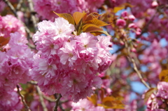 八重の桜・手まり咲き-2