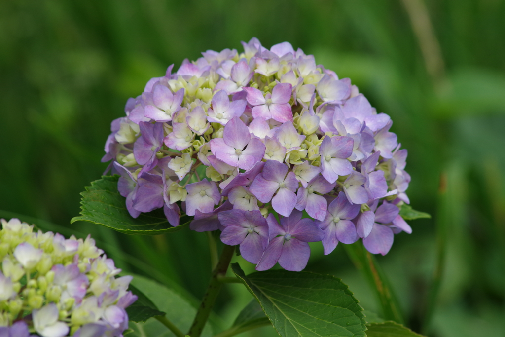 梅雨空に似合う花-紫陽花18