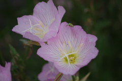六月の花散歩‐ヒルザキツキミソウ