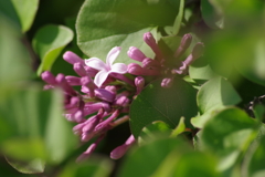 花散歩-姫ライラックが一花