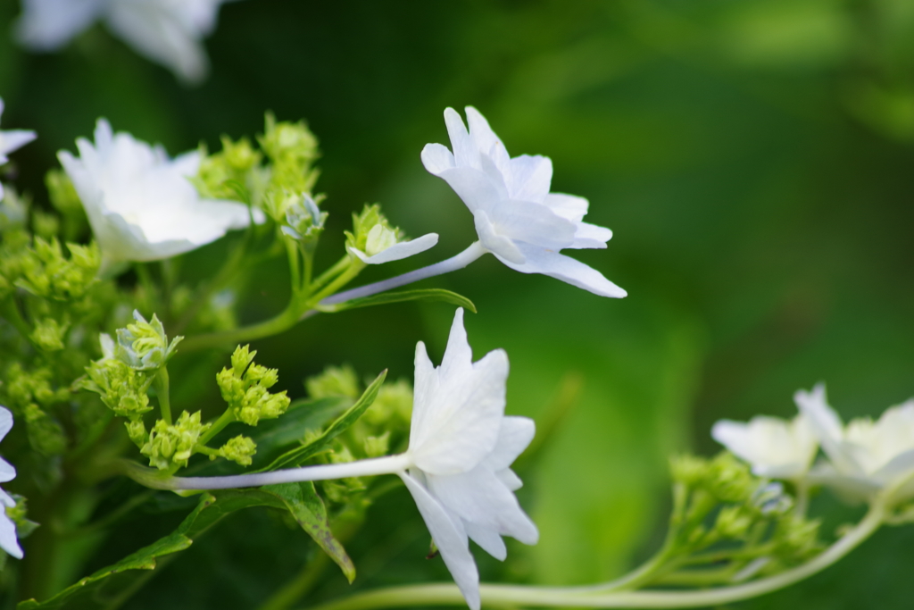 花散歩-パパッと紫陽花
