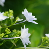 花散歩-パパッと紫陽花