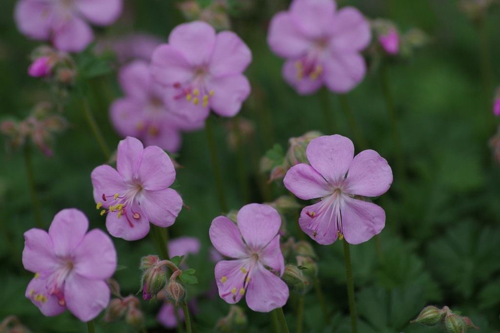 花散歩‐小さなゼラニュゥム