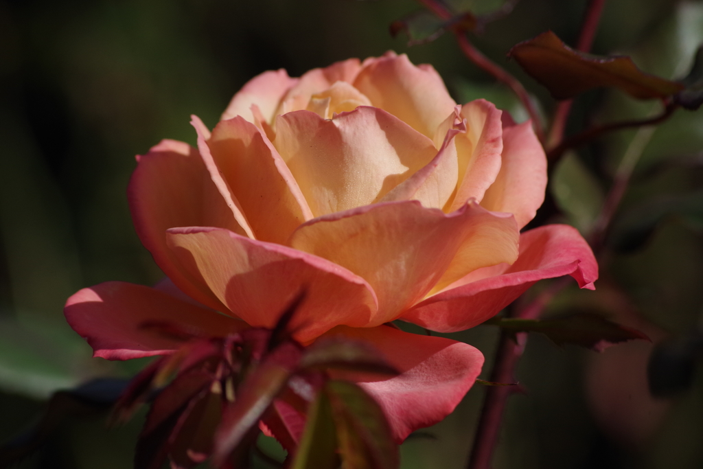 仕舞いの薔薇-王朝