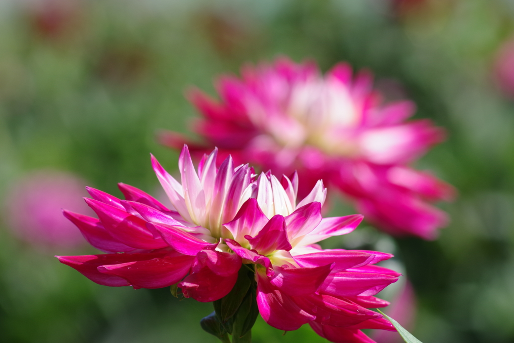 秋田のダリア‐プレシャス-2