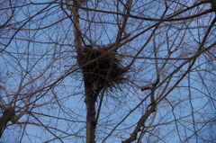 冬のかたち-鳥の巣