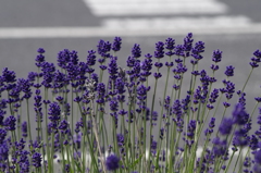 2018.6.4の花散歩‐道端のラベンダー