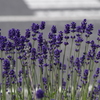 2018.6.4の花散歩‐道端のラベンダー