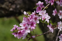 桃の花-4