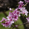 桃の花-4