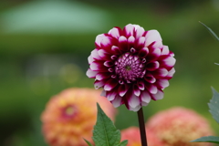 秋田のダリア‐2017新作33