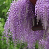 5/10 藤の花にはクマさんや花蜂がぶんぶんと