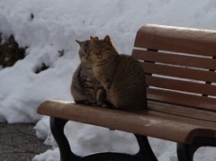 霞城公園の猫-寄り添う2