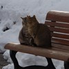 霞城公園の猫-寄り添う2