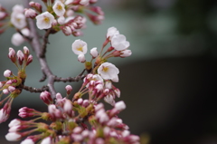 山形市に桜前線到達-3