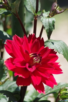 チェリードロップ