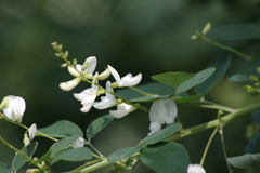 花散歩‐白萩