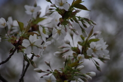 強風の中の大島桜-1