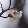 山形にも春の知らせ‐霞城公園の白梅3
