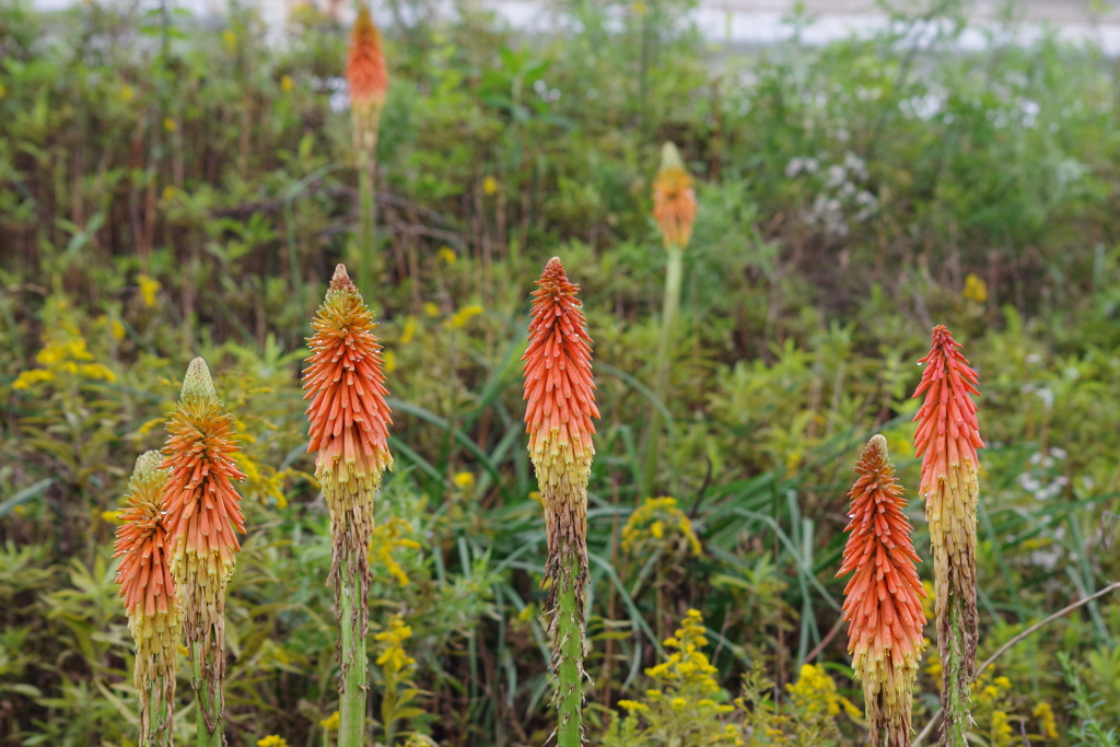 花散歩‐トリトマ