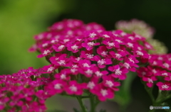 濃桃の花がたくさん