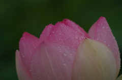六月の雨に濡れて‐蓮2