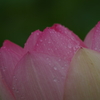 六月の雨に濡れて‐蓮2