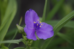 花散歩‐紫露草