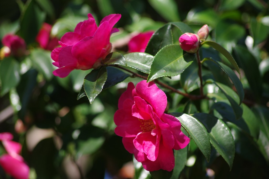 赤い山茶花4