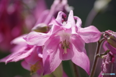 真夏日の花散歩‐オダマキ