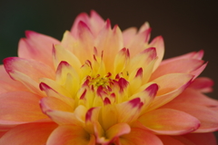 秋田のダリア-2017新作8