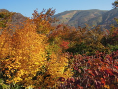 紅葉越しの月山