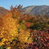 紅葉越しの月山