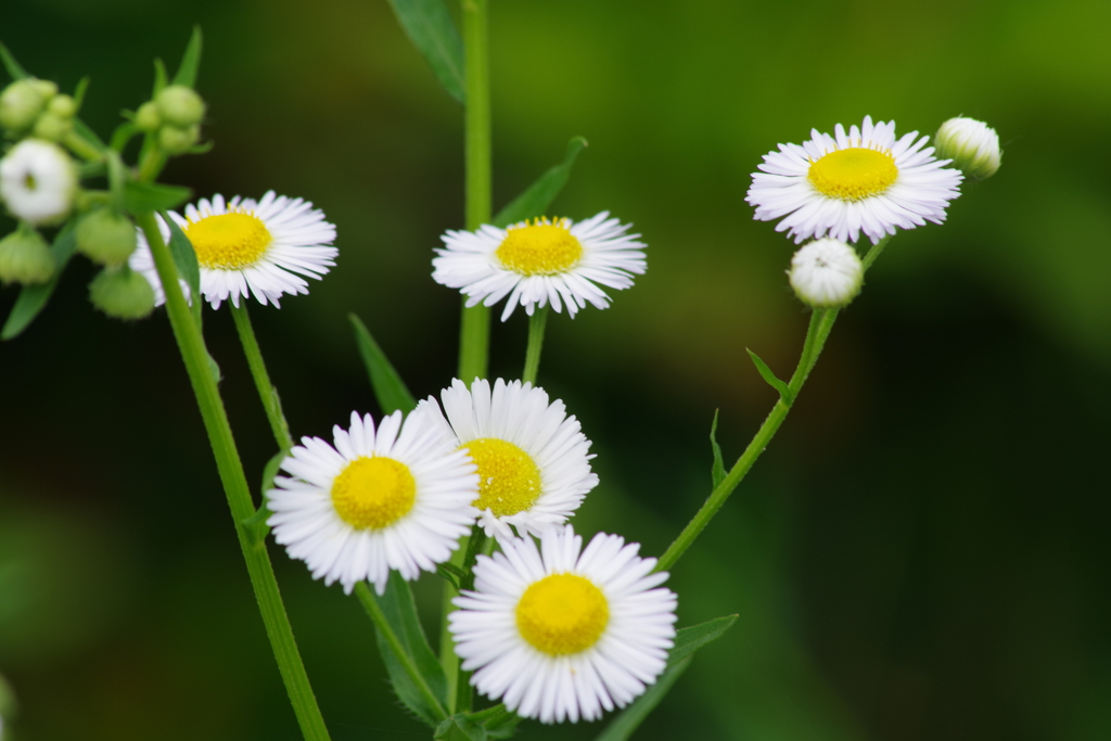 六月の花散歩‐姫女苑