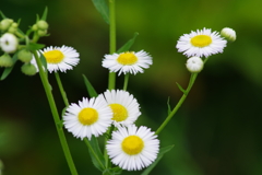 六月の花散歩‐姫女苑
