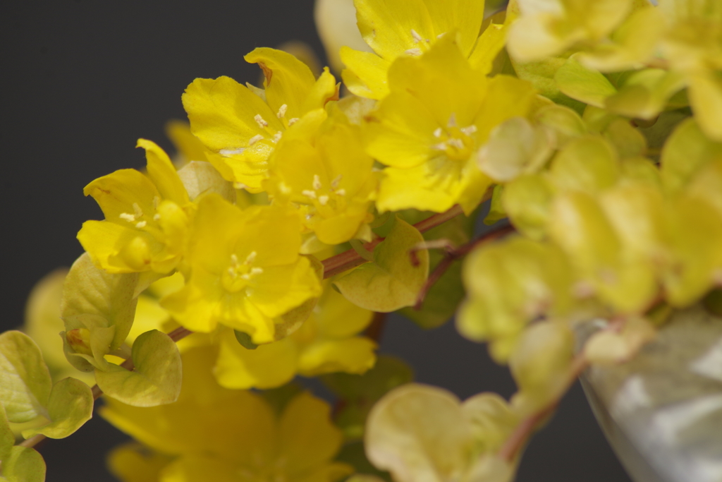 花散歩-黄色い花