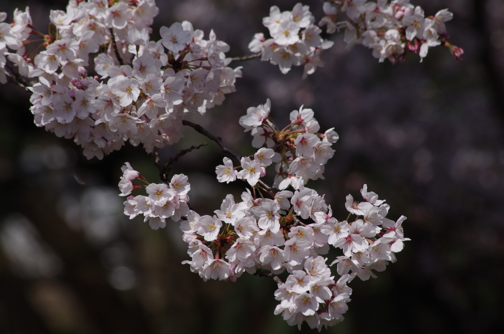 霞城の桜-1