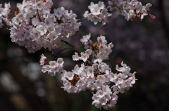 霞城の桜-1