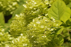 花散歩‐紫陽花