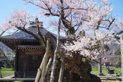 山形の桜尽くし-21