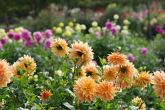 三番花、四番花が満開