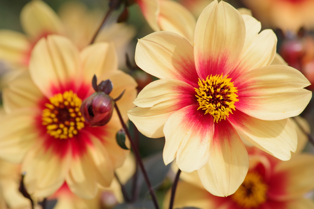 山形のダリア-ル・クロツコ