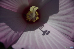 盛夏の花-ムクゲ桃